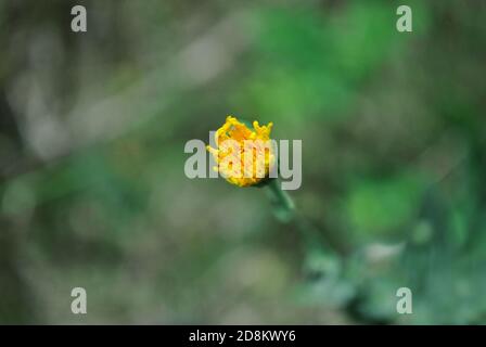 Calendula (Ringelblume) Stiel mit Blütenknospe und Blättern, Draufsicht, weicher verschwommener Hintergrund Stockfoto