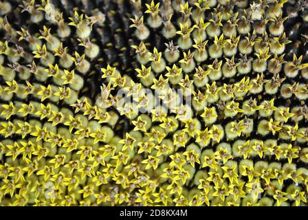 Blühende Sonnenblumen pflanzen Nahaufnahme Makro Detail, natürlichen, organischen Hintergrund Stockfoto