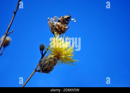 Centaurea jacea (braune oder braunes Knabberkraut) gelbe Blume auf Stamm, blauer Himmel Hintergrund, Seitenansicht Stockfoto