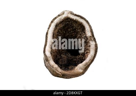 Große Mulde in einem Baum auf weißem Hintergrund mit Beschneidungspfad. Der Baum befindet sich im Stadtgarten. Stockfoto