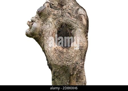 Große Mulde in einem Baum auf weißem Hintergrund mit Beschneidungspfad. Der Baum befindet sich im Stadtgarten. Stockfoto