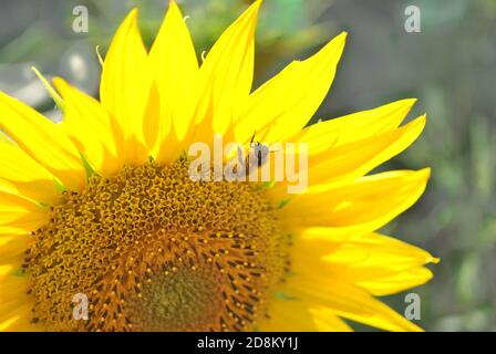 Blühende Sonnenblume mit Biene Nahaufnahme Detail, weich verschwommen Hintergrund Stockfoto