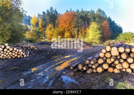 Holzfäller im Herbst. Schlammige Lichtung. Entwaldung. Forstwirtschaft in der Tschechischen Republik. Sonniger Herbstmorgen im Wald. Stockfoto
