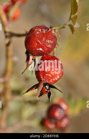 Marienkäfer sitzt auf rot reifen Rose Hip-Beere Nahaufnahme Detail, leuchtend blau sonnigen Himmel Hintergrund Stockfoto