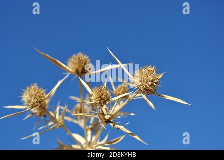 Eryngium campestre (auch bekannt als Field Eryngo) Trockene Zweige auf hellblauem Himmel Hintergrund Stockfoto