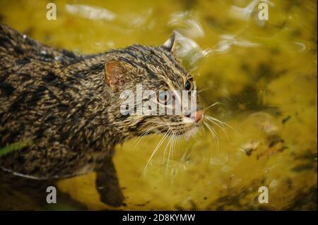 Angelkatze ( Prionailurus viverrinus), Captive, Port Lympne Wild Animal Park, Kent, Großbritannien. Stockfoto