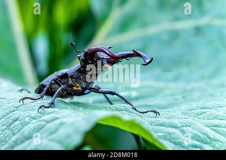 Ein großer Hirschkäfer (Lucanus cervius) sitzt auf einem großen grünen Blatt. Ein Insekt, das auf dem Gras sitzt (Hirschkäfer). Seltene europäische Insekten. Stockfoto