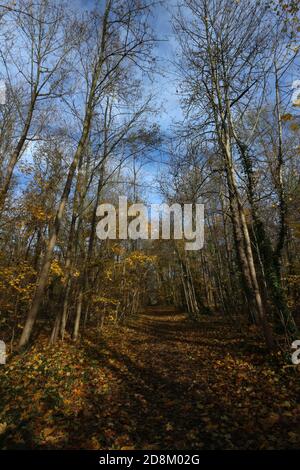 Automn Colors - Parc de sceaux - Hauts-de-seine - Île-de-France - Metropolregion Paris - Frankreich Stockfoto