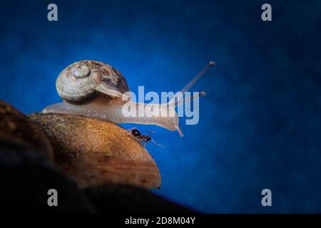 Makro Foto von kleine Schnecke mit einem Zentimeter Durchmesser Haus Auf der Rückseite und Ant auf ummantelten Holz Tuft Pilzkopf Auf blauem Bokeh-Hintergrund Stockfoto