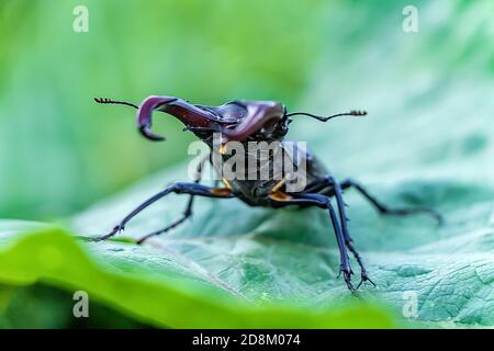 Ein großer Hirschkäfer (Lucanus cervius) sitzt auf einem großen grünen Blatt. Ein Insekt, das auf dem Gras sitzt (Hirschkäfer). Seltene europäische Insekten. Stockfoto