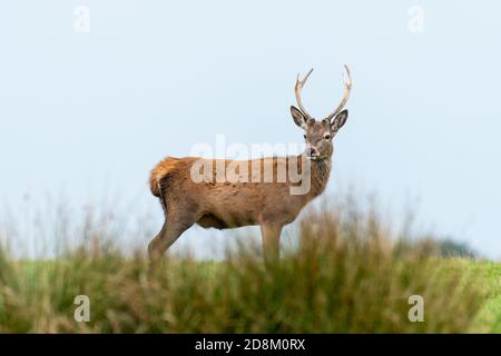 Ein junger Rothirsch steht auf einem Hügel. Es ist seitlich positioniert und hat seinen Kopf gedreht Blick nach vorne und den Himmel dahinter. Stockfoto