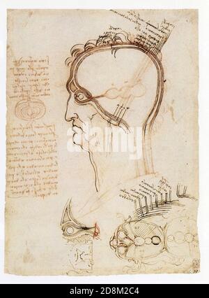 Leonardo da Vinci.Vertikale und horizontale Abschnitte des menschlichen Kopfes, mit Die Schichten des Kopfes im Vergleich zu einer Zwiebel.1489-1492.Pen und Tinte und Rot Stockfoto