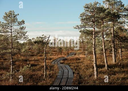 Sumpf, Natur, Foto aus Lettland Stockfoto