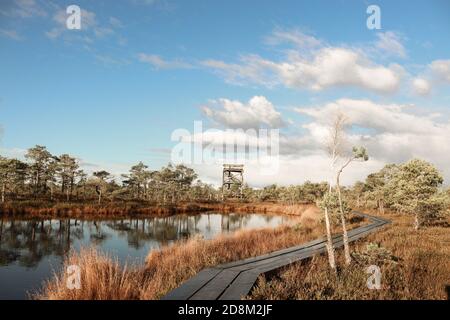 Sumpf, Natur, Foto aus Lettland Stockfoto