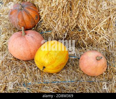 Mehrere große orange Kürbisse liegen auf Strohballen draußen bei weichem Tageslicht. Stockfoto