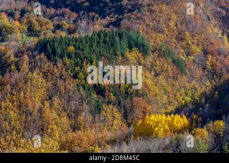 Typisches Herbstlaub auf dem emilianischen Apennin im Park von Frignano, in der Nähe des Santo-Sees, Italien Stockfoto