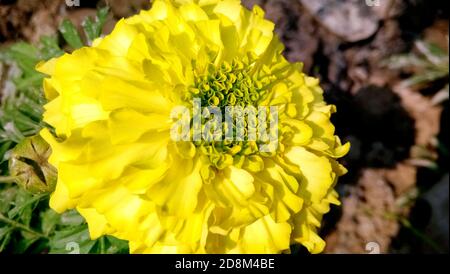 Eine gelbe und orange Ringelblume blüht im Garten Stockfoto