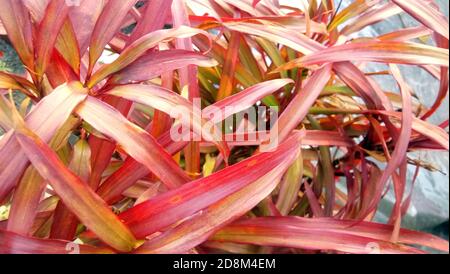 Ein Drachenbaum ist eine Pflanze aus der Familie der Asparagaceae Und die Gattung Dracaena Stockfoto