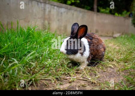 Haustier Kaninchen im grünen Gras Stockfoto