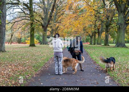 Northampton, Großbritannien, Wetter, 31. Oktober 2020 Herbstfarben von den dezidenous Bäumen an einem trüben, feuchten Morgen vor dem Regen, halten zwei Hundegehirninnen für ein Gespräch im Abington Park. Kredit: Keith J Smith./Alamy Live Nachrichten Stockfoto