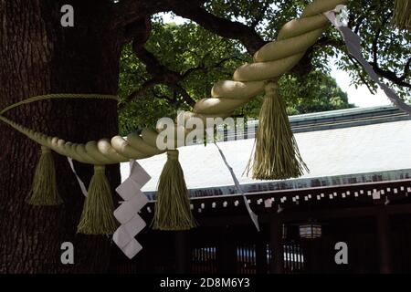 Shide auf Shimenawa um einen Yorishiro Baum am Meiji Shinto Schrein, Shibuya, Tokyo, Japan Stockfoto