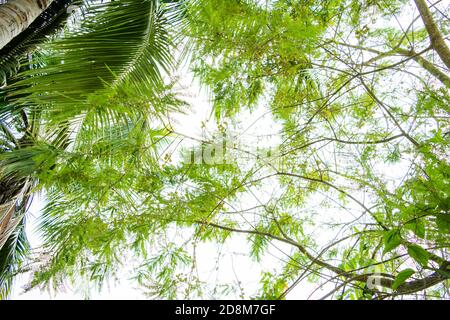 Der indische Stachelbeerbaum, Phyllanthus emlica, wird auch aamla in Hindi genannt, lokale Früchte und Kräuter mit medizinischen Eigenschaften Stockfoto