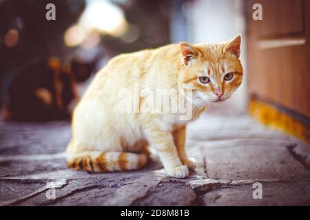 Schöne Ingwer Katze sitzt auf Steinboden im Freien mit interessanten Blick. Stockfoto