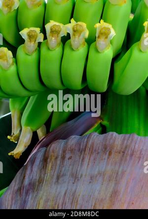 Babys Bananen mit ihrer Blume in der Pflanze Blütenblatt Stockfoto