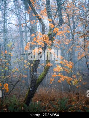 Herbstfarben auf einem Baum im Nebelwald Stockfoto