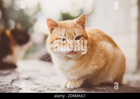 Lustige Ingwer Katze ruht im Hof und zeigt seine Zunge. Stockfoto