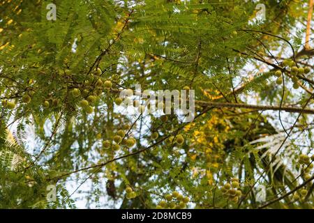 Der indische Stachelbeerbaum, Phyllanthus emlica, wird auch aamla in Hindi genannt, lokale Früchte und Kräuter mit medizinischen Eigenschaften Stockfoto