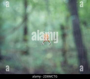 Araneus diadematus oder Europäische Gartenspinne, Diadem Spinne, Kreuz Spinne auf dem Netz mit grünen verschwommenen Wald im Hintergrund. Stockfoto