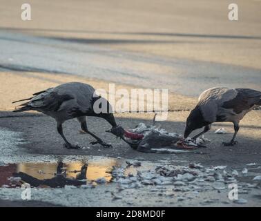 Zwei Kapuzen Krähen Schlemmen von einer wilden Taube. Stockfoto