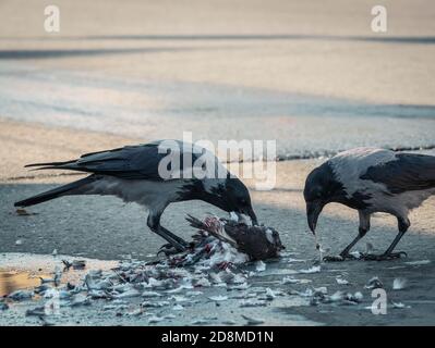 Zwei Kapuzen Krähen Schlemmen von einer wilden Taube. Stockfoto