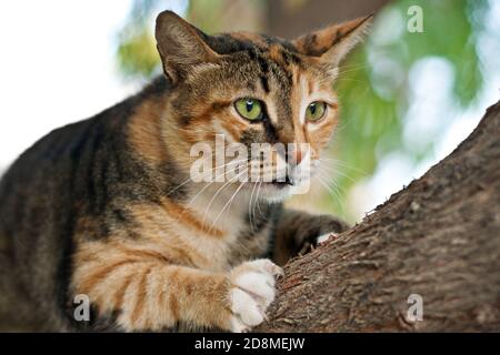 Portrait einer Hauskatze, die auf einen Baum klettert suche nach Beute Stockfoto
