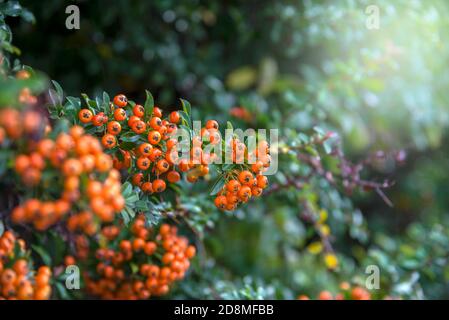 Details von pyramicantha am Morgen mit Glow Stockfoto