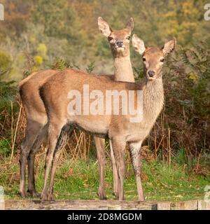 Ein Paar aufgeschreckte Rothirsche beobachten geschickt am Rande eines Baches im Bushy Park, West London Stockfoto