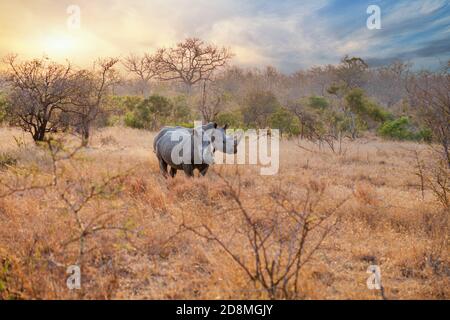 Ein Nashörner-Paar im krüger Nationalpark, Südafrika Stockfoto
