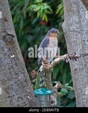 Männlich Sparrowhawk, Edinburgh, Schottland, Großbritannien. 31. Oktober 2020. Temperatur 16 Grad, sehr windig und Duschen stören diesen Greifvogel nicht, der auf das Mittagessen wartet. Im Bild Männchen Sparrowhawk wartet auf Garten Vogelfutterhäuschen für eine Ususpecting fertige Mahlzeit. Stockfoto