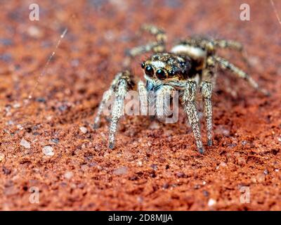 Eine sprinende Spinne Stockfoto