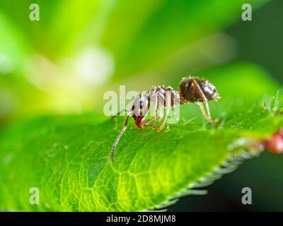 Rote Ameise, beleuchtet durch Licht Stockfoto