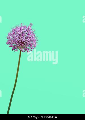 Eine Collage, auf dem die Blume ist ein allium Gladiator ist auf einem doppelten gelb-türkis Farbverlauf im Hintergrund, die als Kunst - Bild oder verwendet werden können Stockfoto