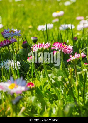 Bellis perennis blüht aus nächster Nähe. Weiße rosa Blume mit gelbem Zentrum. Rasen Gänseblümchen oder Englisch Gänseblümchen blühen auf der Wiese. Asteraceae Familie. Makrobild. Stockfoto