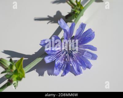 Zichorie Blume isoliert auf dem weißen Hintergrund, Nahaufnahme. Cichorium intybus, blauer Seemann, Kaffeekraut oder Nachblüte der Löwenzahn Familie Asteraceae. Stockfoto