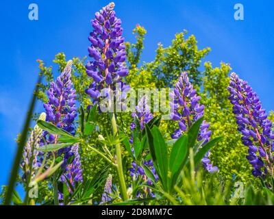 Lupinus perennis bekannt als blaue Lupine oder Sonnenuhr Lupine ist eine blühende Pflanze in der Familie der Hülsengewächse Fabaceae. Wilde lila Blumen auf einem blauen Himmel Hintergrund. Stockfoto