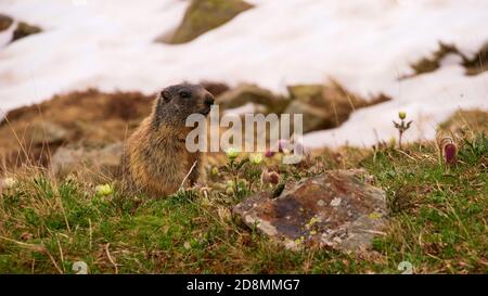 Neugierige süße kleine Murmeltier (marmota, Familie der Erdhörnchen) sitzt auf einer Wiese mit alpinen Wildblumen und Schnee im Frühsommer. Stockfoto