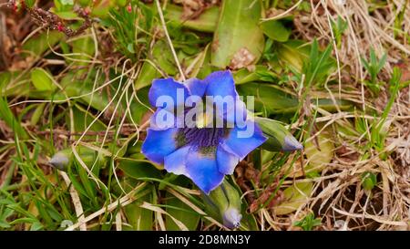 Nahaufnahme wunderschöne einzelne intensiv blau gefärbte gentiana Blume mit ausgefeinerter Form auf einer Almwiese im Frühsommer in Montafon, Österreich. Stockfoto