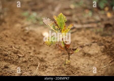 Bodenschwende, Deutschland. Oktober 2020. Eine junge Eiche wächst auf dem Territorium des Forstamtes Bodenschwende. Rund 200 Freiwillige pflanzten hier am Reformationstag bis zu 30000 Baumsämlinge. Quelle: Matthias Bein/dpa-Zentralbild/ZB/dpa/Alamy Live News Stockfoto
