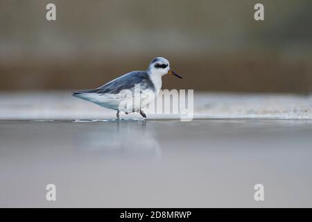 Graues Phalarope-Phalaropus fulicarius. Winter Stockfoto