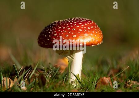 Fliegenpilz-Toadstoool- Amanita muscaria. Herbst Stockfoto